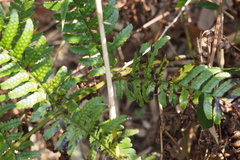 Dryopteris erythrosora