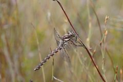 Archipetalia auriculata