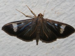 Erilusa leucoplagalis