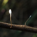 Typhula erythropus - Photo (c) Иван Матершев, algunos derechos reservados (CC BY-NC)
