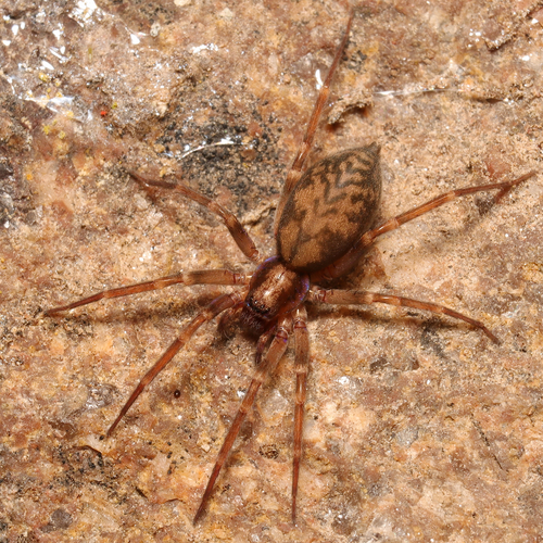 Pied Stone Spider