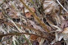 Polystichum polyblepharum