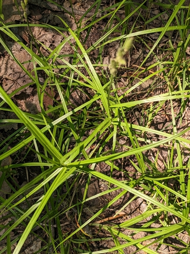 Image of Carex muskingumensis by (c) Tom Sisan, some rights reserved (CC BY-SA)