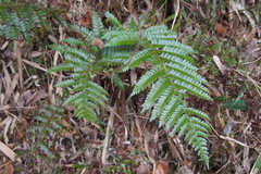 Polystichum polyblepharum