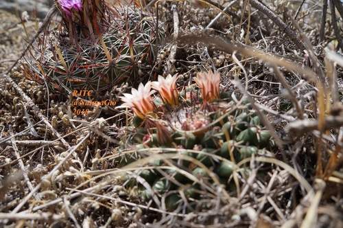 Mammillaria uncinata