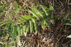 Dryopteris erythrosora