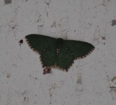 Chloropteryx nordicaria