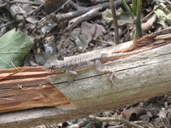 Tropidurus etheridgei