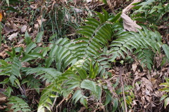 Cyrtomium fortunei
