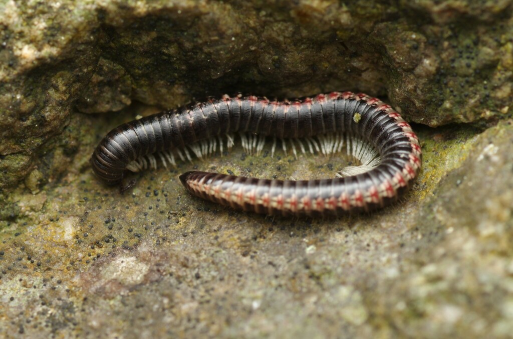 Ommatoiulus ilicis from 66820 Vernet-les-Bains, France on May 24, 2023 ...