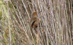 Stipiturus malachurus