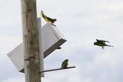 Neophema chrysogaster