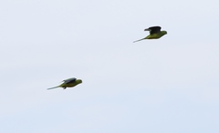 Neophema chrysogaster