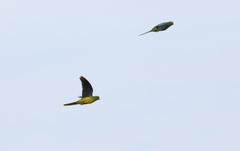 Neophema chrysogaster