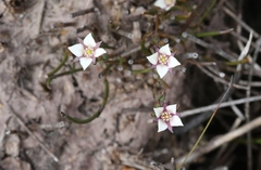 Boronia parviflora