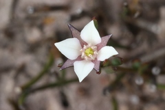 Boronia parviflora