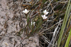 Boronia parviflora
