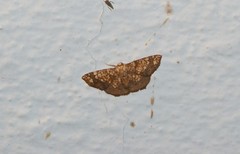 Nematocampa
