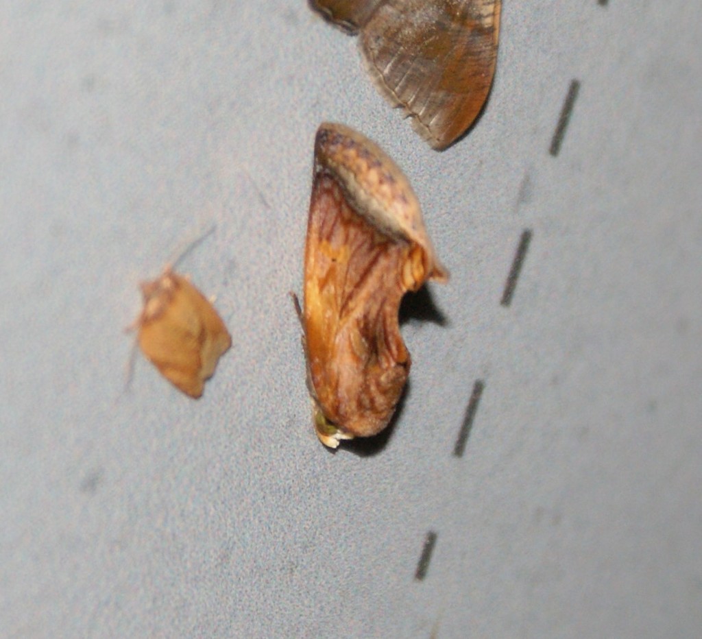 Gonodonta parens