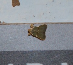 Parachma rufoflavalis