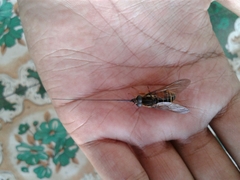 Philoliche longirostris