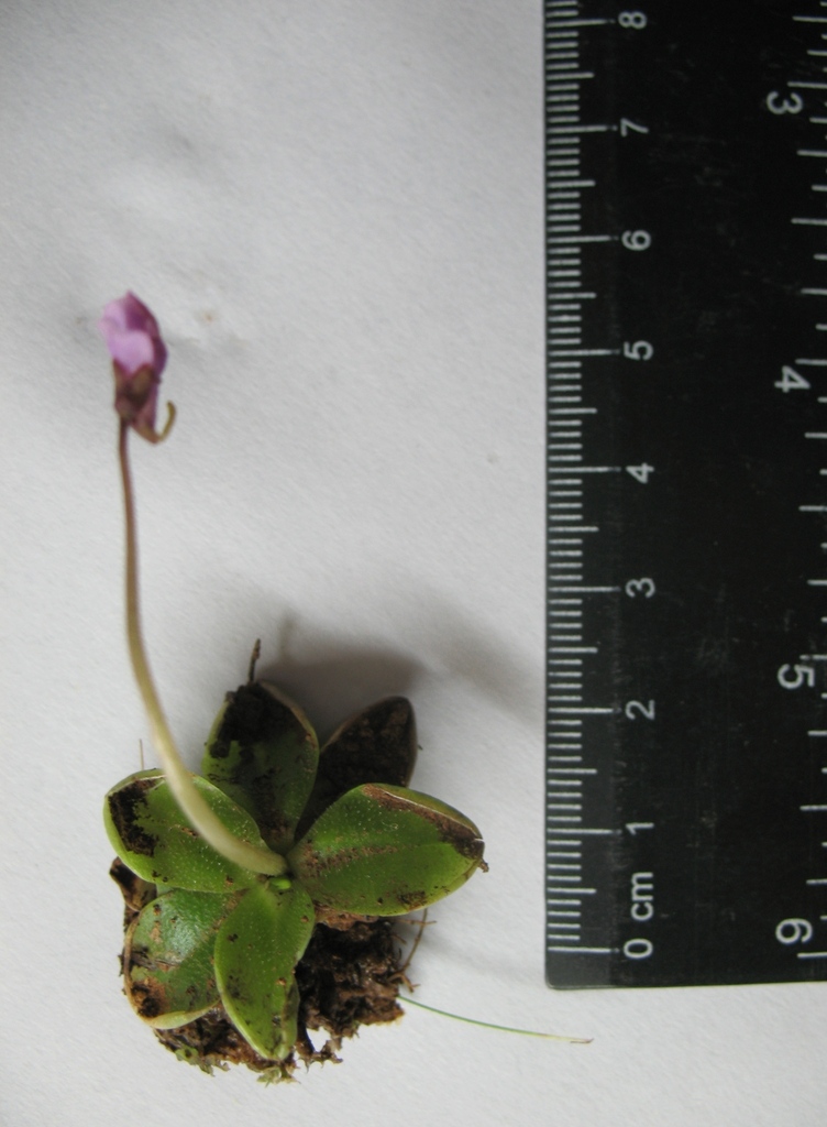 Pinguicula benedicta, Cuba
