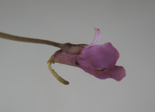 Pinguicula benedicta