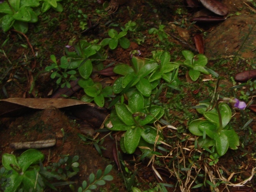 Pinguicula benedicta