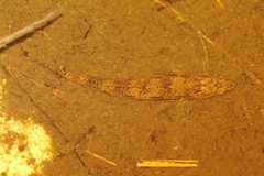 Pseudaphritis urvillii