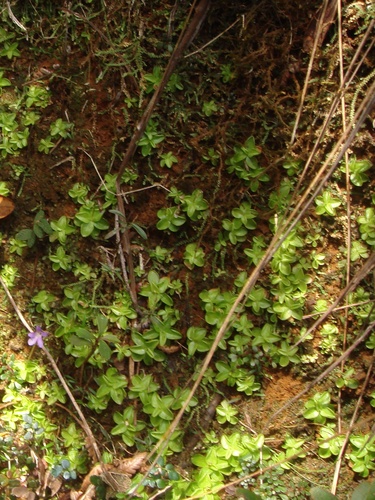 Pinguicula benedicta