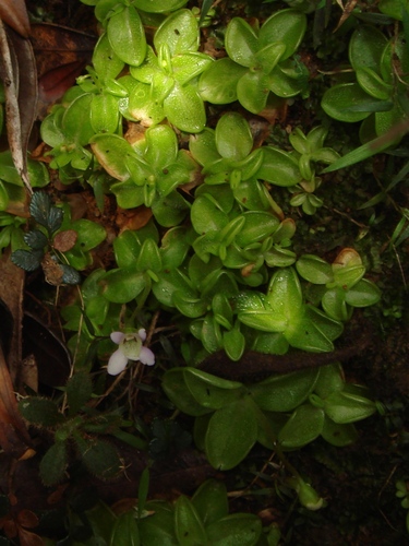 Pinguicula benedicta