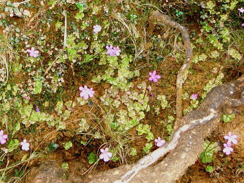 Pinguicula benedicta