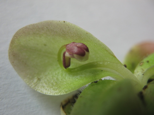 Pinguicula bissei