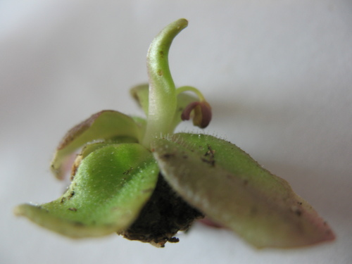 Pinguicula bissei