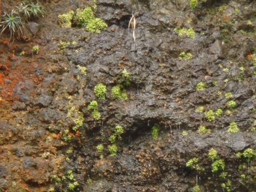 Pinguicula bissei