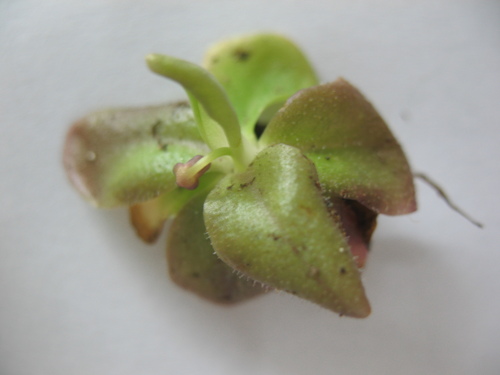 Pinguicula bissei
