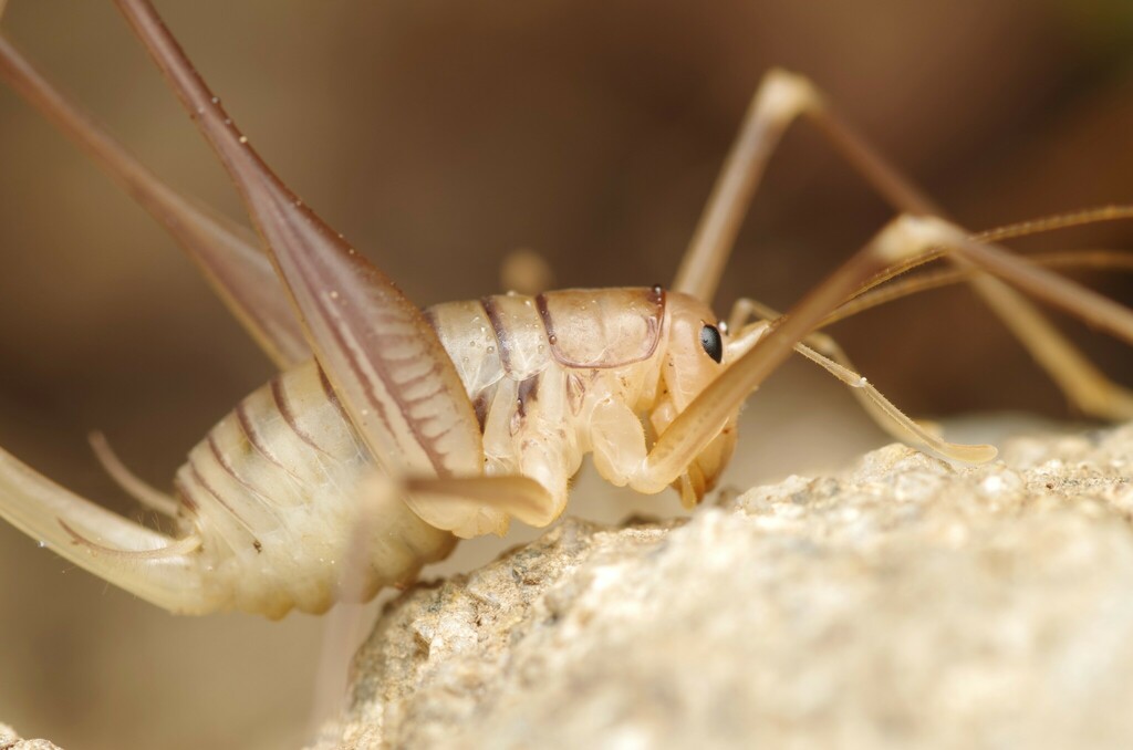 Languedoc Cave-cricket