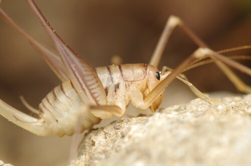Languedoc Cave-cricket