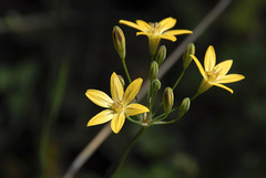 Triteleia ixioides ixioides