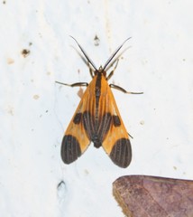 Dycladia