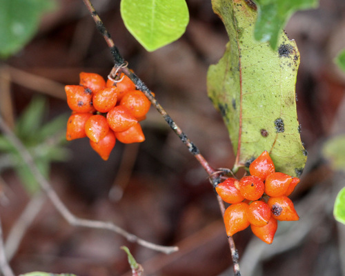 sarsaparilla vine