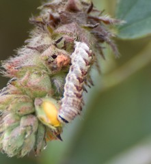 Chamaeclea basiochrea