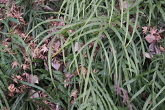 Pteris multifida