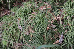 Pteris multifida