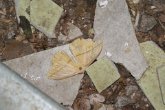 Lonomia electra