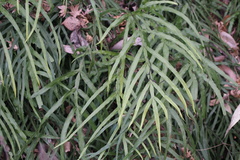 Pteris multifida