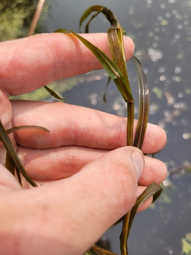 Flatstem pondweed (Potamogeton zosteriformis)
