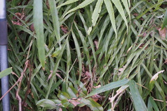 Pteris cretica