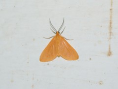 Eubaphe