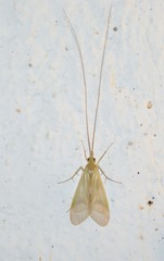 Macronematinae